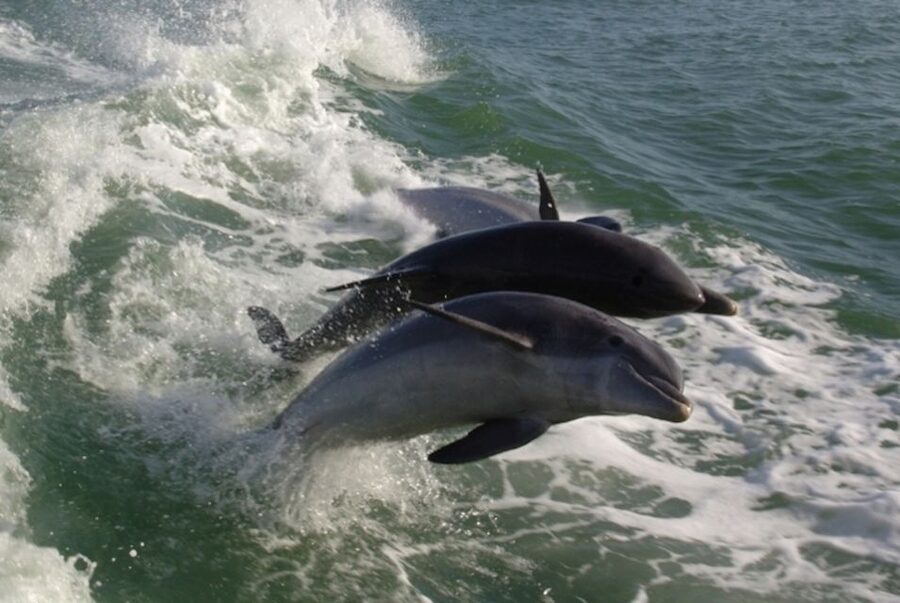 St. Pete Beach: Dolphin Racer Cruise by Speedboat - Is $36 a good price?