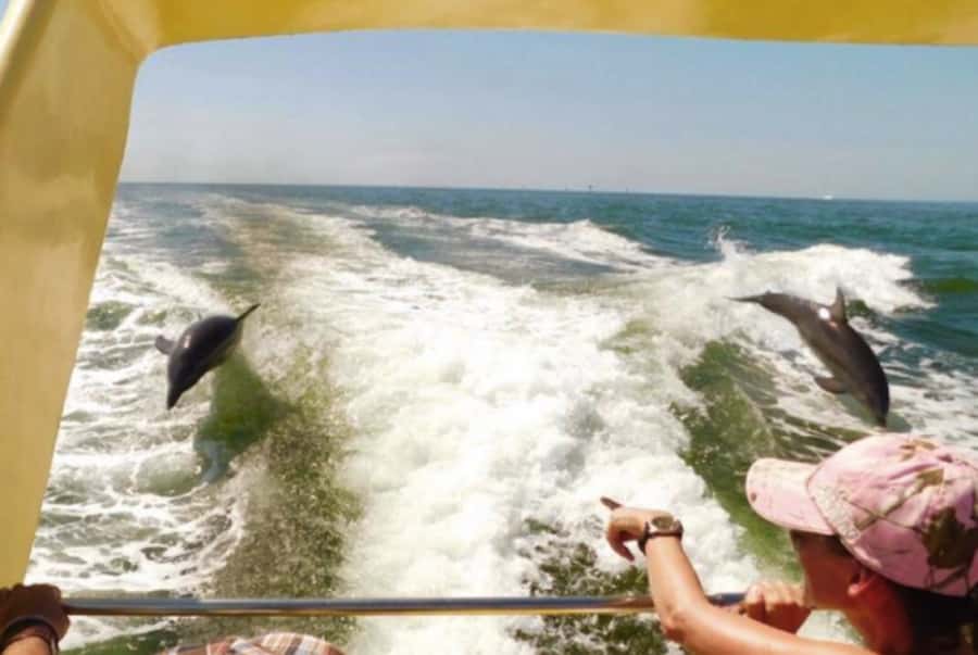 St. Pete Beach: Dolphin Racer Cruise by Speedboat - What to bring, and what to leave behind
