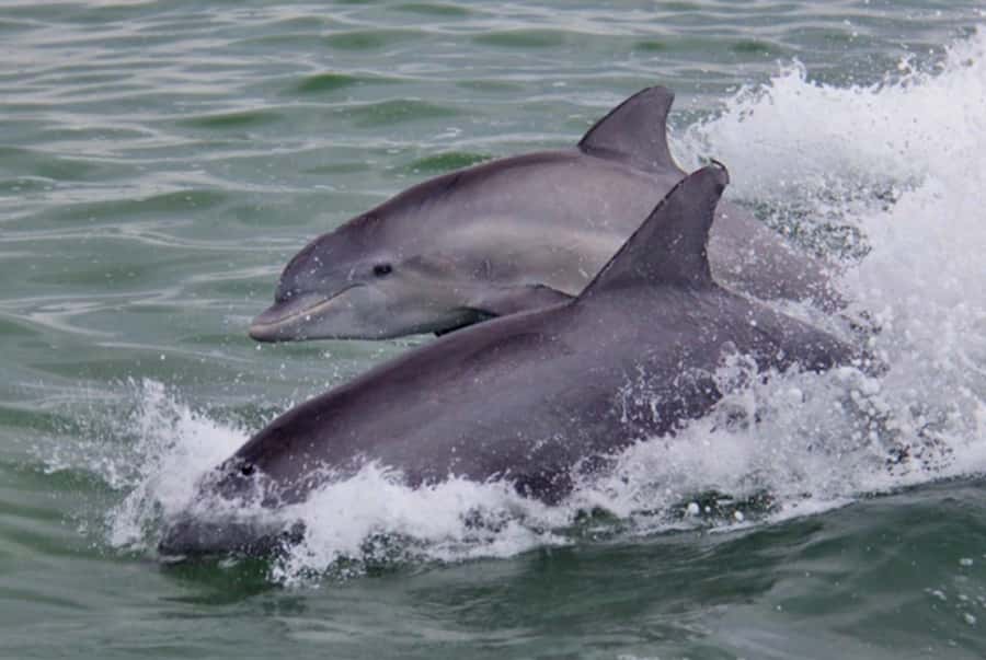 St. Pete Beach: Dolphin Racer Cruise by Speedboat - Who will enjoy this speedboat cruise most?