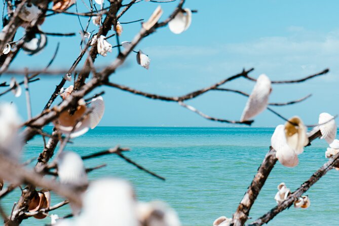 St. Pete Dolphin Watching and Shelling Adventure - Searching for Dolphins in the Wild