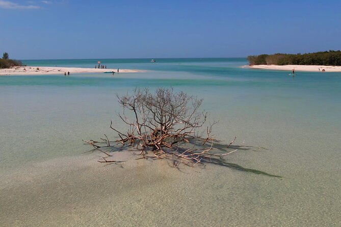 St. Pete Dolphin Watching and Shelling Adventure - Ninety Minutes at Shell or Sand Dollar Island