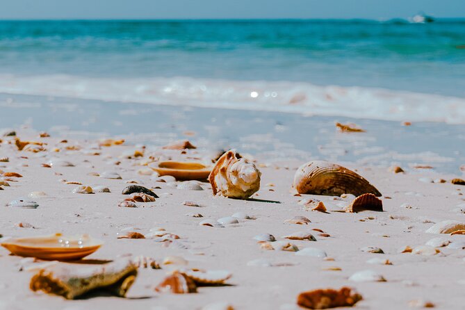 St. Pete Dolphin Watching and Shelling Adventure - Drinks, Snacks, Shade, and Practical Comforts