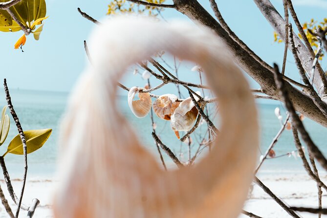 St. Pete Dolphin Watching and Shelling Adventure - Under the Bridges, Including Pinellas Bayway