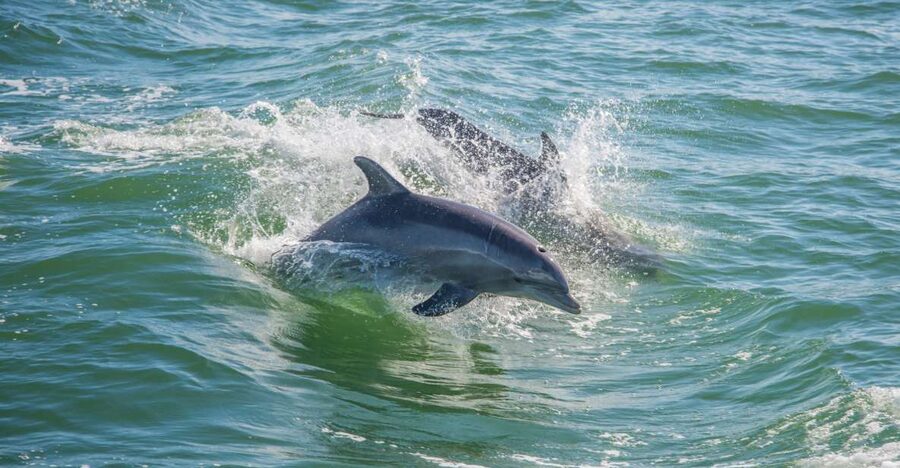 St. Petersburg, FL: Private 2-Hour Dolphin Watching Cruise - Is the St. Pete Beach dolphin cruise worth booking?