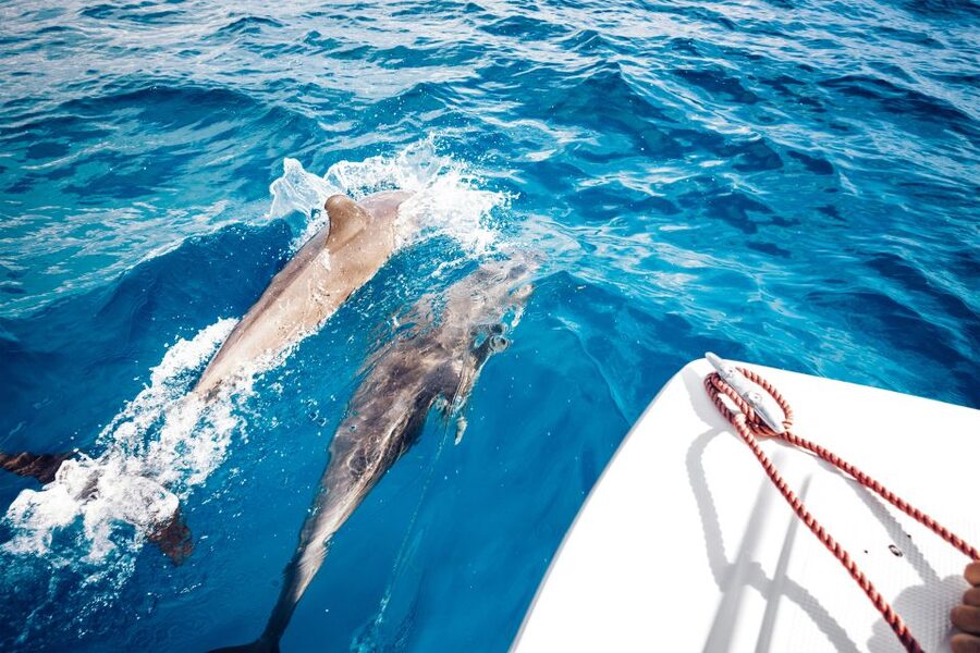 St. Petersburg, FL: Private 2-Hour Dolphin Watching Cruise - Learning about the coast, not just the dolphins