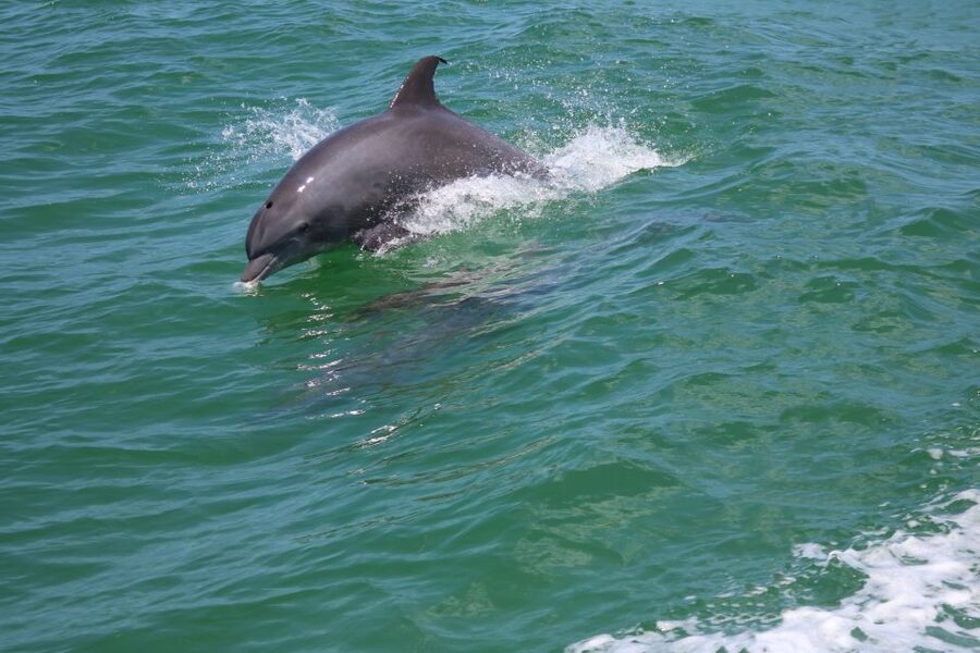 St. Petersburg, FL: Private 2-Hour Dolphin Watching Cruise - What the two-hour schedule gives you