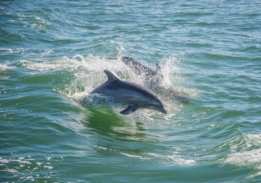 St. Petersburg, FL: Private 2-Hour Dolphin Watching Cruise - Why a private group matters on the water