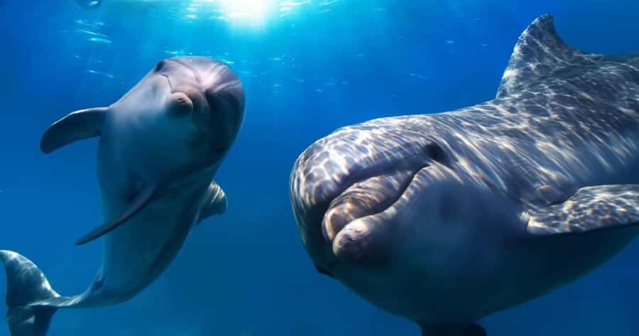St. Petersburg: Private Barrier Island and Dolphin Boat Tour - Birds, manatees, and the Gulf ecosystem