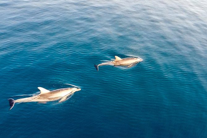 Stand Up Paddle With Dolphins, aperitif and pictures - Figarolo island and the Sardinian snack stop