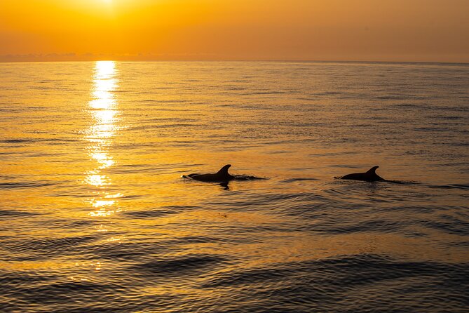 Sunrise Boat Trip in Mallorca with Dolphin-Watching - Practical tips for a better morning