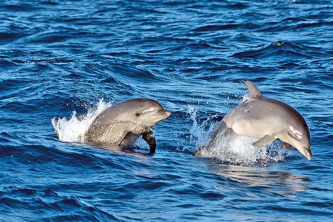 Sunrise Boat Trip in Mallorca with Dolphin-Watching - Watching the sky brighten over Alcudia Bay