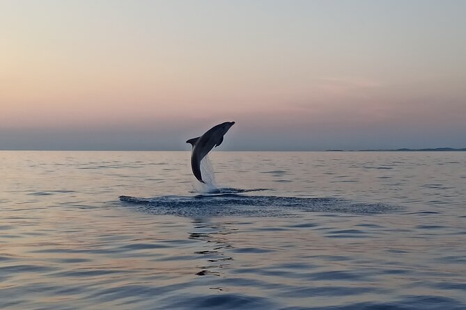 Sunrise Dolphins & Fishermen at Work speedboat tour in Rovinj - Why this Rovinj dolphin trip feels different