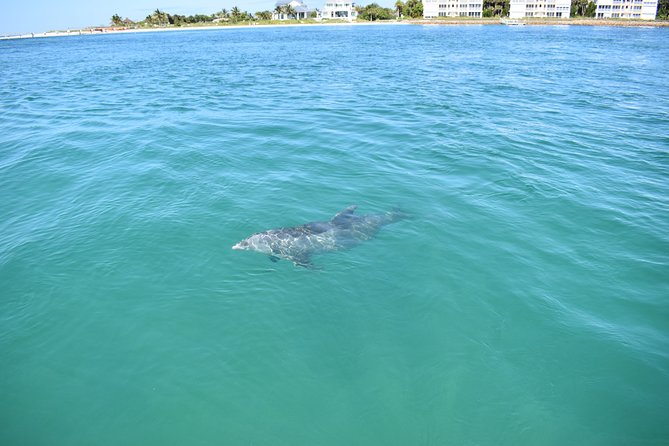 Sunset and Dolphin Cruise around Fort Myers Beach - Captain Kate, Captain Joe, and the feel of a small business