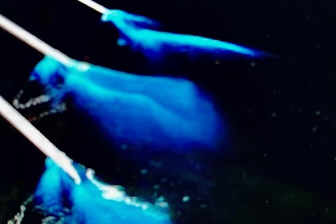 Sunset Bioluminescent Comb Jelly & Dolphin Tour - Why the guide makes a difference