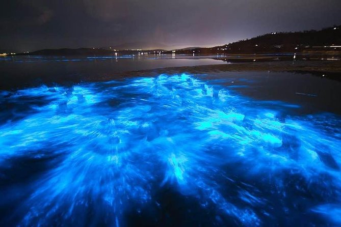 Sunset Bioluminescent Comb Jelly & Dolphin Tour - Who will enjoy this tour most