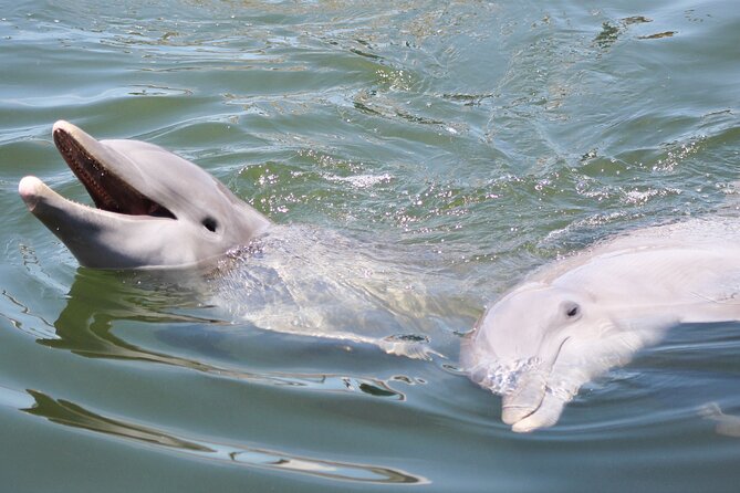 Sunset, Dolphin/Birding On A Private Guided Savannah Cruise - Key points to know before booking