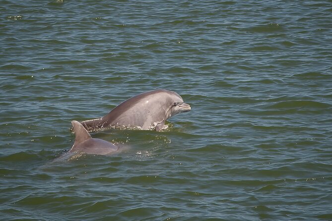 Sunset, Dolphin/Birding On A Private Guided Savannah Cruise - Starting at Isle of Hope