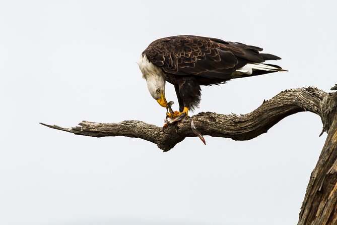 Sunset, Dolphin/Birding On A Private Guided Savannah Cruise - Waterfront homes and Bluff Drive