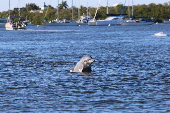 Sunset Dolphin Cruise with Sanibel Lighthouse Views - Key things to know before you book
