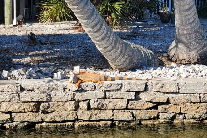 Sunset Dolphin Cruise with Sanibel Lighthouse Views - Dolphin watching, pelicans, and the limits of nature
