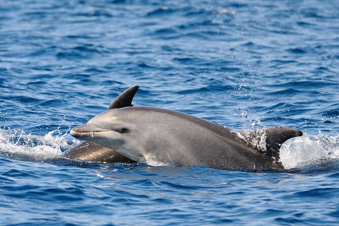 Sunset Dolphin Kayak Tour at Golfo Aranci - Starting at Golfo Aranci’s Enel X Way station