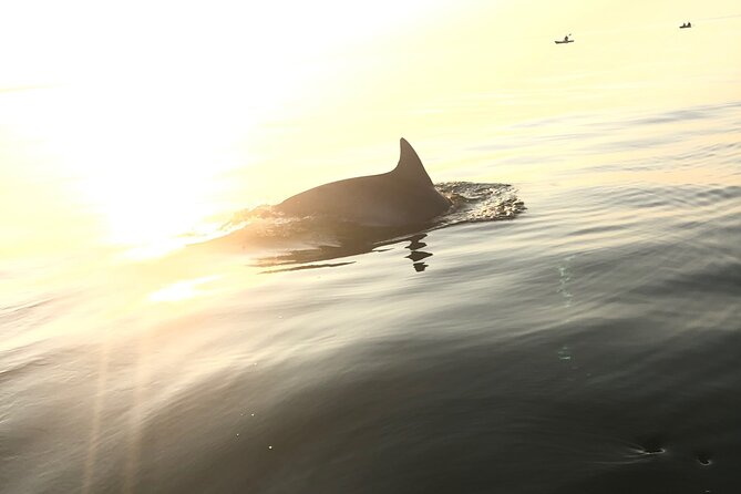 Sunset Dolphin Kayak Tours - Why this Virginia Beach paddle is worth your evening