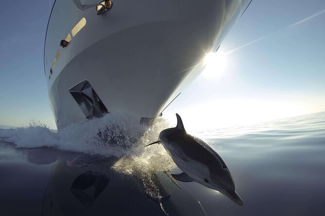 Sunset Dolphin Watching Boat Tour from Vrsar - Leaving Vrsar at 5:00 pm