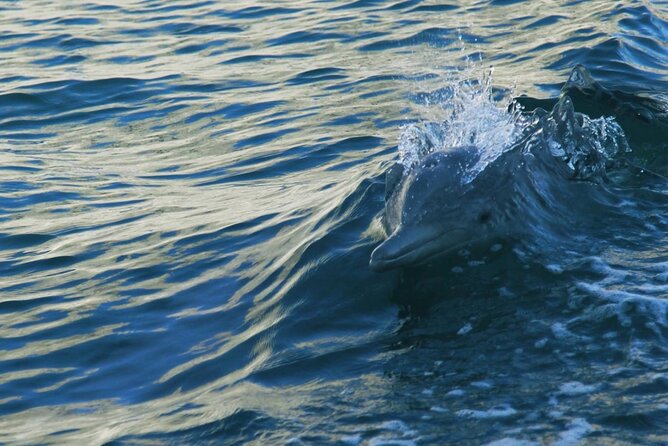 Sunset Dolphin Watching Boat Tour from Vrsar - Choosing your seat and planning your photographs