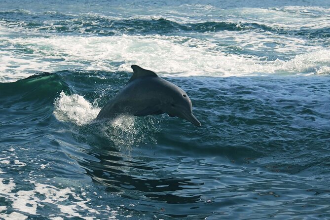 Sunset Dolphin Watching Boat Tour from Vrsar - Who will enjoy this Vrsar boat trip?
