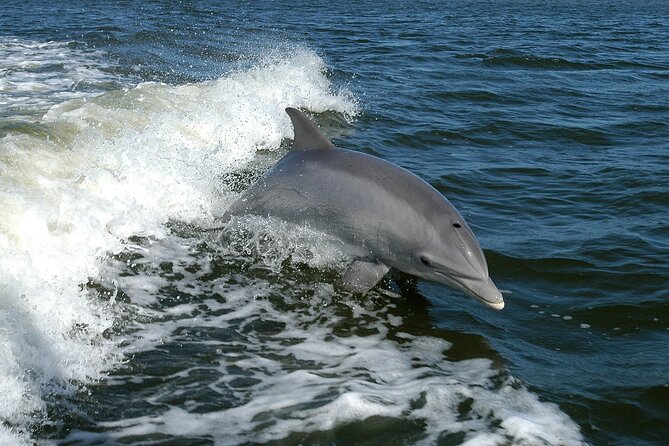 Sunset Dolphin Watching Boat Tour from Vrsar - Booking, weather, and practical policies