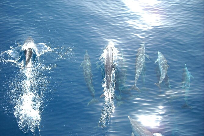 Sunset Dolphin Watching Boat Tour from Vrsar - Sunset views toward Rovinj, Poreč, and Funtana