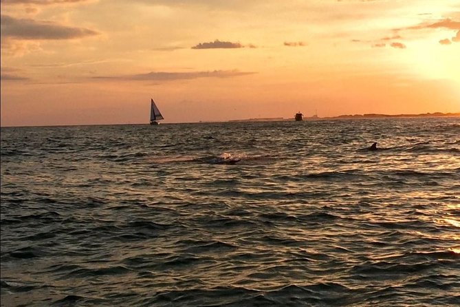 Sunset Dolphin Watching Cruise in Destin Harbor - What happens at the Harbor Boardwalk