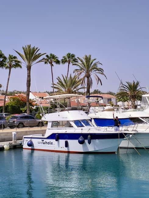 Sunset Dolphin Watching Tour on Hybrid Boat in Small Group - Key points to know before you book