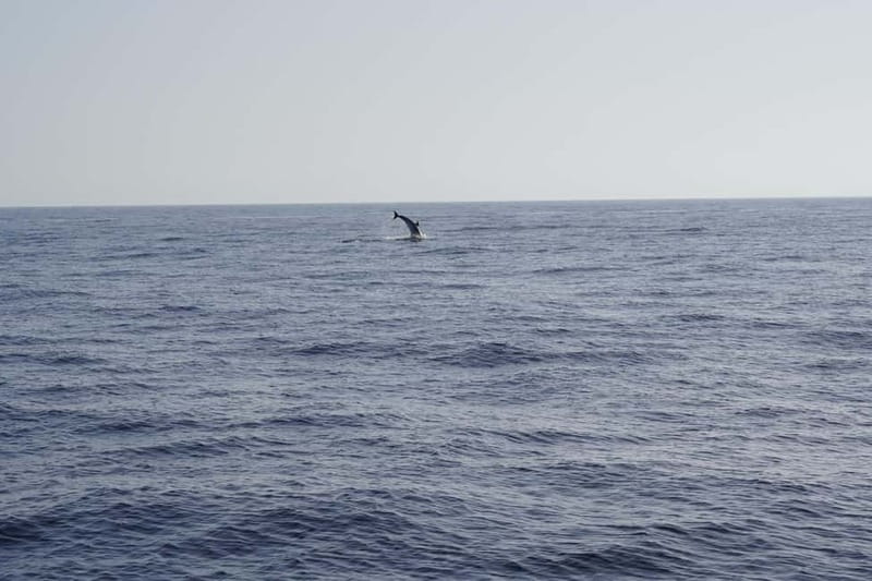 Sunset Dolphin Watching Tour on Hybrid Boat in Small Group - Searching for dolphins and pilot whales