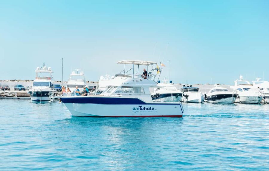 Sunset Dolphin Watching Tour on Hybrid Boat in Small Group - Is $88 a fair price?