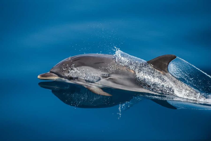 Sunset Dolphin Watching Tour on Hybrid Boat in Small Group - Sea conditions and what to bring