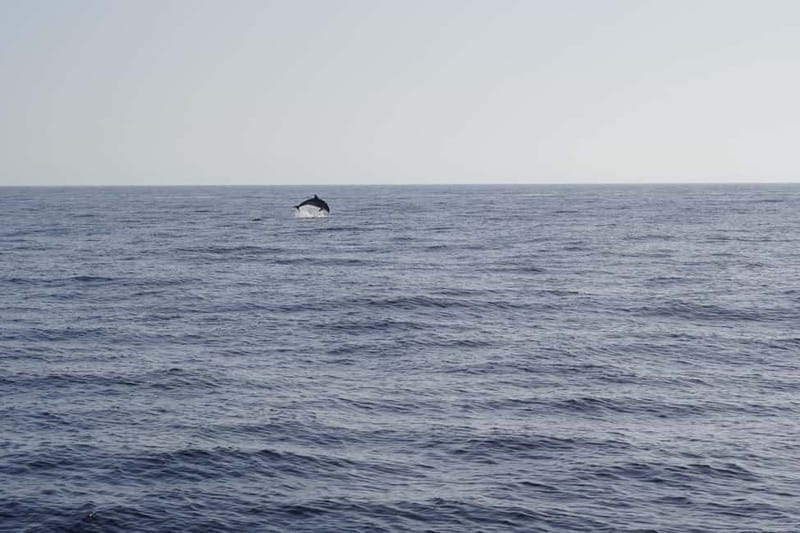 Sunset Dolphin Watching Tour on Hybrid Boat in Small Group - The first forty minutes on the Atlantic