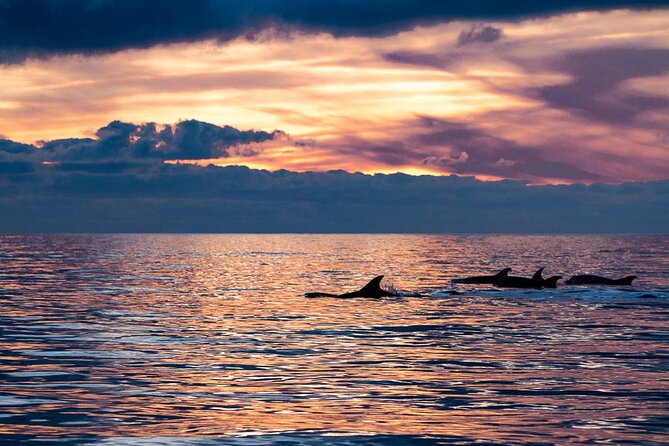 Sunset Dolphin Watching with Marine Biologists - Key things to know before booking