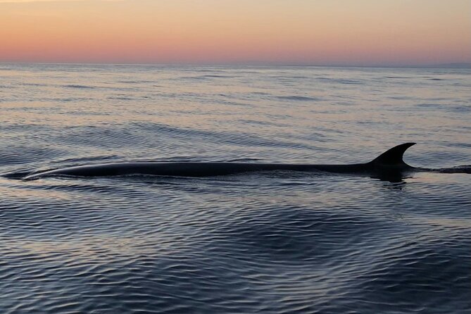 Sunset Dolphin Watching with Marine Biologists - Seasonal chances for fin whales and minke whales