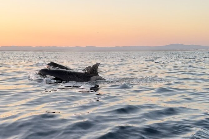 Sunset Dolphin Watching with Marine Biologists - Weather, comfort, and what to bring