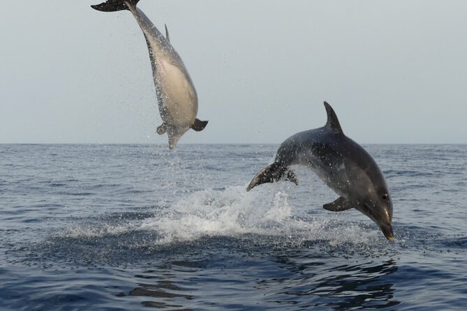 Sunset Dolphin Watching with Marine Biologists - What the sunset adds to the wildlife search