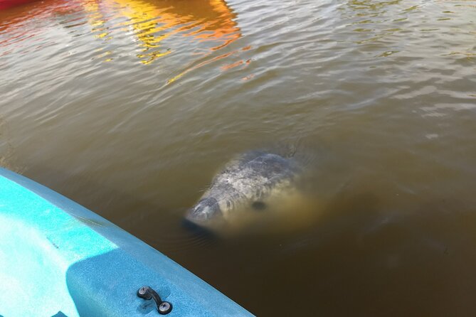 Sunset kayaking tour at Manatee Cove with Manatee & Dolphin sightings - Staying out until dusk for glowing jellyfish