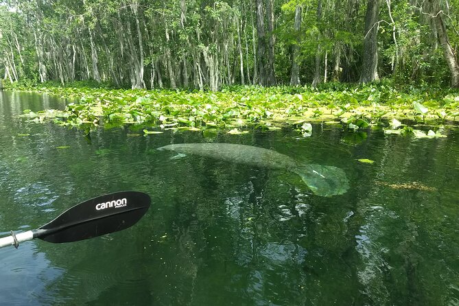 Sunset kayaking tour at Manatee Cove with Manatee & Dolphin sightings - Who will enjoy this sunset paddle most