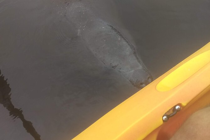 Sunset kayaking tour at Manatee Cove with Manatee & Dolphin sightings - Mangroves, birds, and the first wildlife sightings
