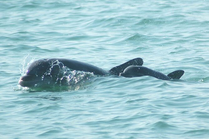 Sunset Kayaking with Dolphins - Guides make the difference for beginners