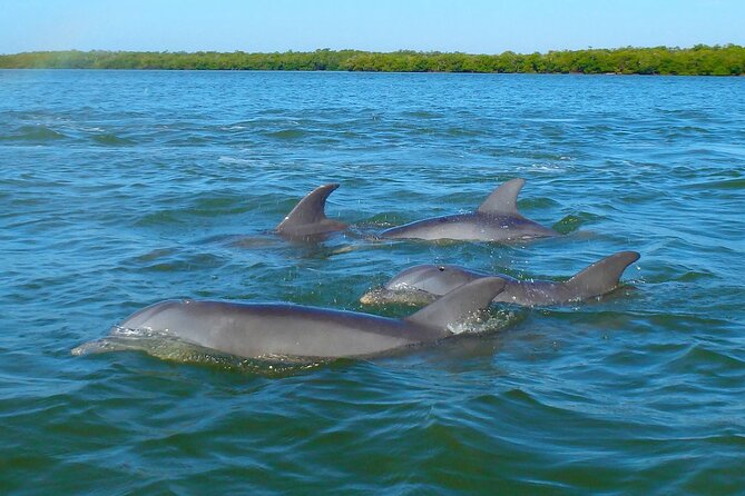 Sunset Kayaking with Dolphins - Is $60 a good value?