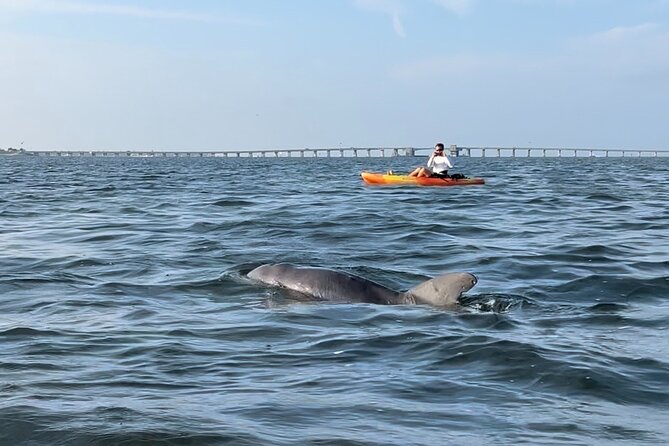 Sunset Kayaking with Dolphins - Paddling through a working nature show