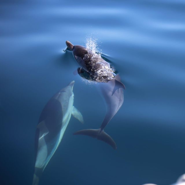 Sunset Tour and Searching Dolphins - Key points to know before booking