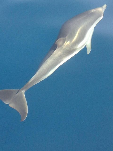 Sunset Tour and Searching Dolphins - How to prepare for the $70 price
