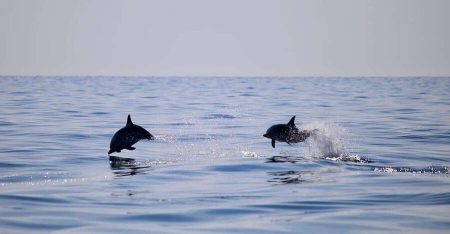 Sunset Tour and Searching Dolphins - Isola Bella, the best all-round stop